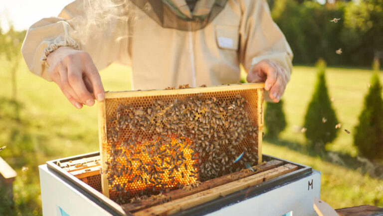 O familie din Domulgeni – exemplu de succes în apicultură, care aduce venit și satisfacție